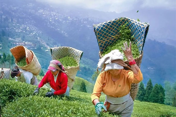 Darjeeling