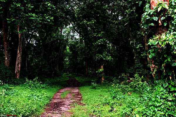Sevoke Forest